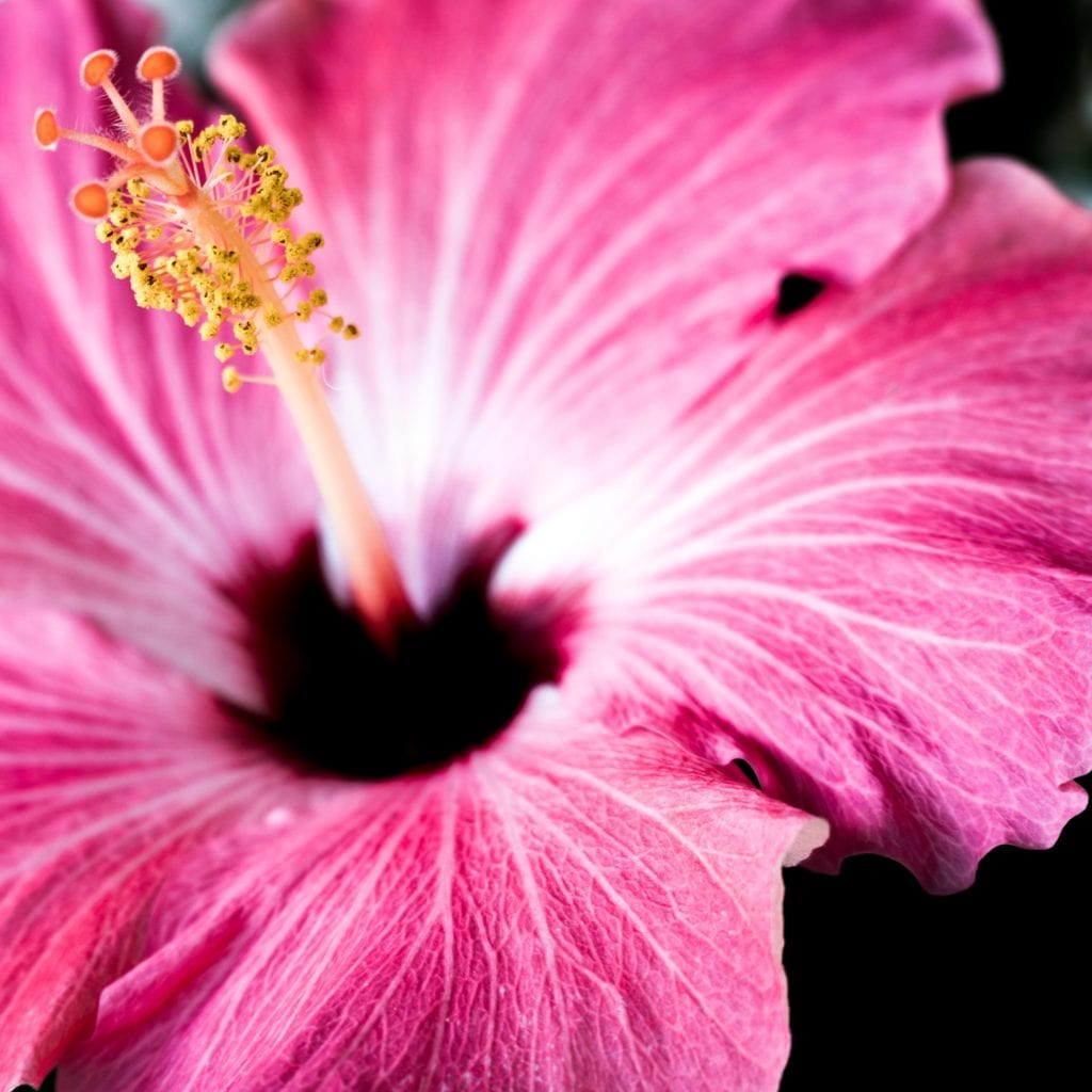 Pink hibiscus