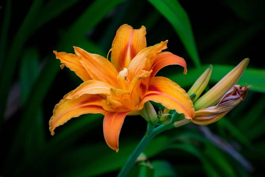 Orange daylilly