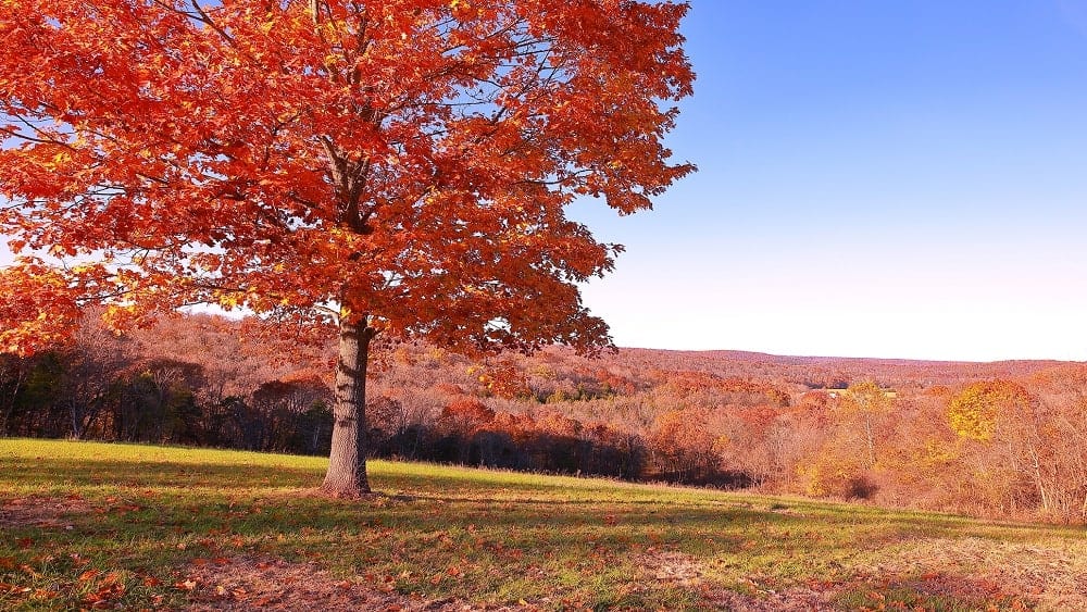 Oak tree with red leaves atop a hill in St. Charles County, MO.