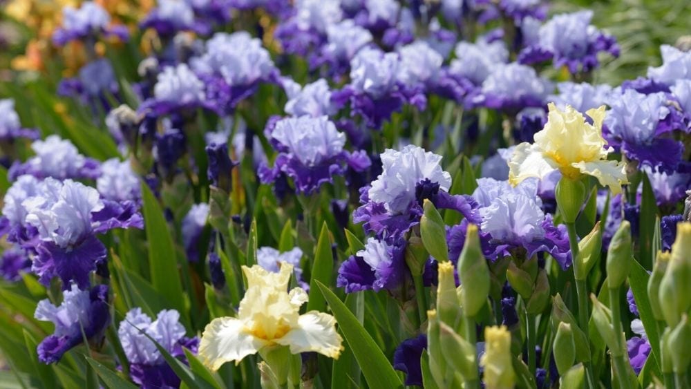 iris flowers in a garden