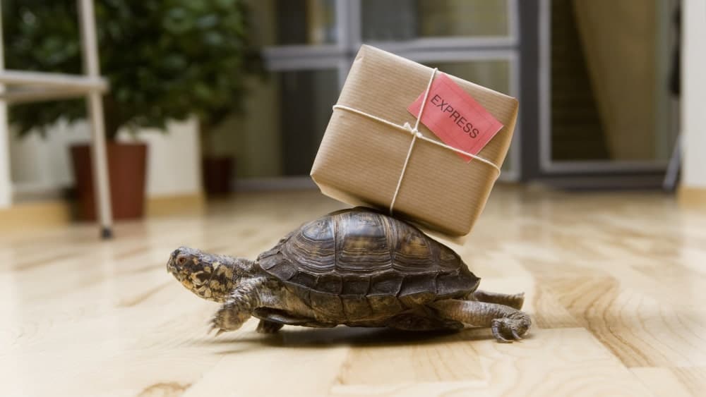 Images of a box turtle crawling on a wood floor and carrying a small shipping box 
