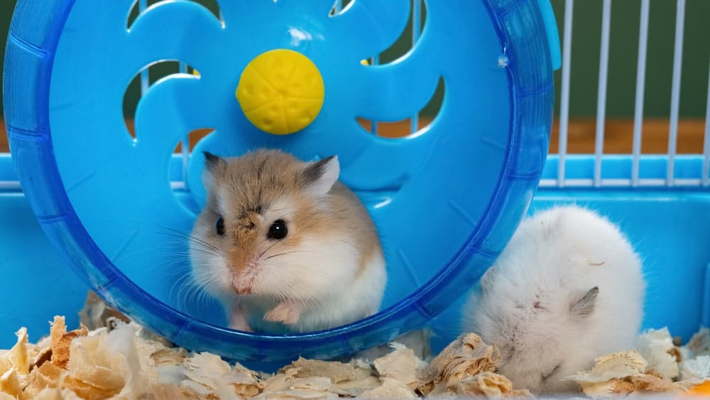 hamsters-dreamstime_l_208883336-resized-min