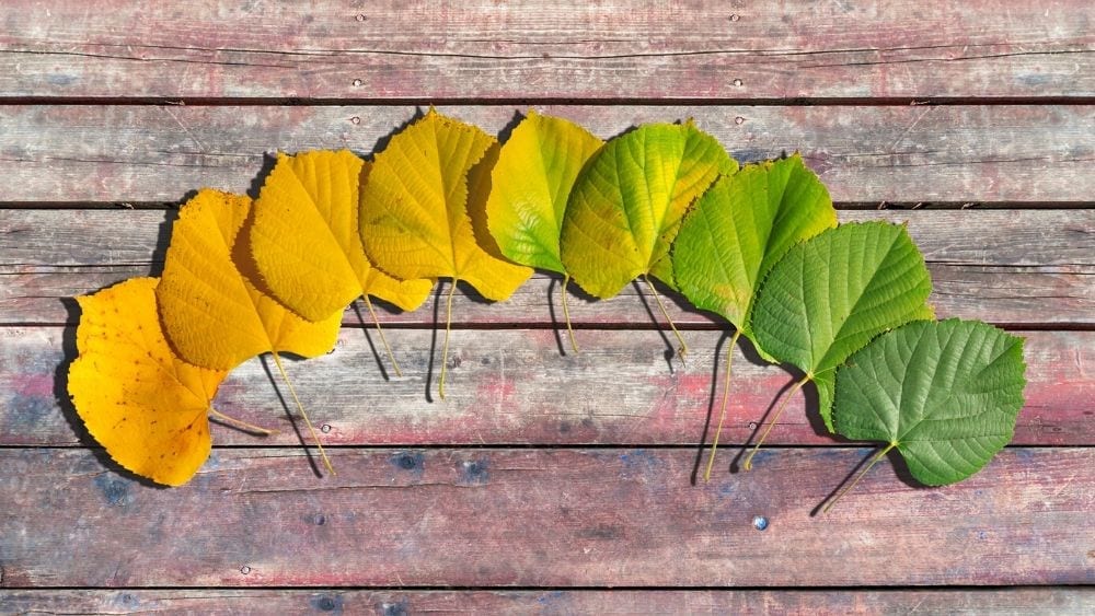 arrangement of leaves