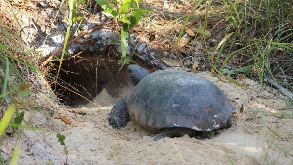 Tortoise at the Turkey Creek Sanctuary.