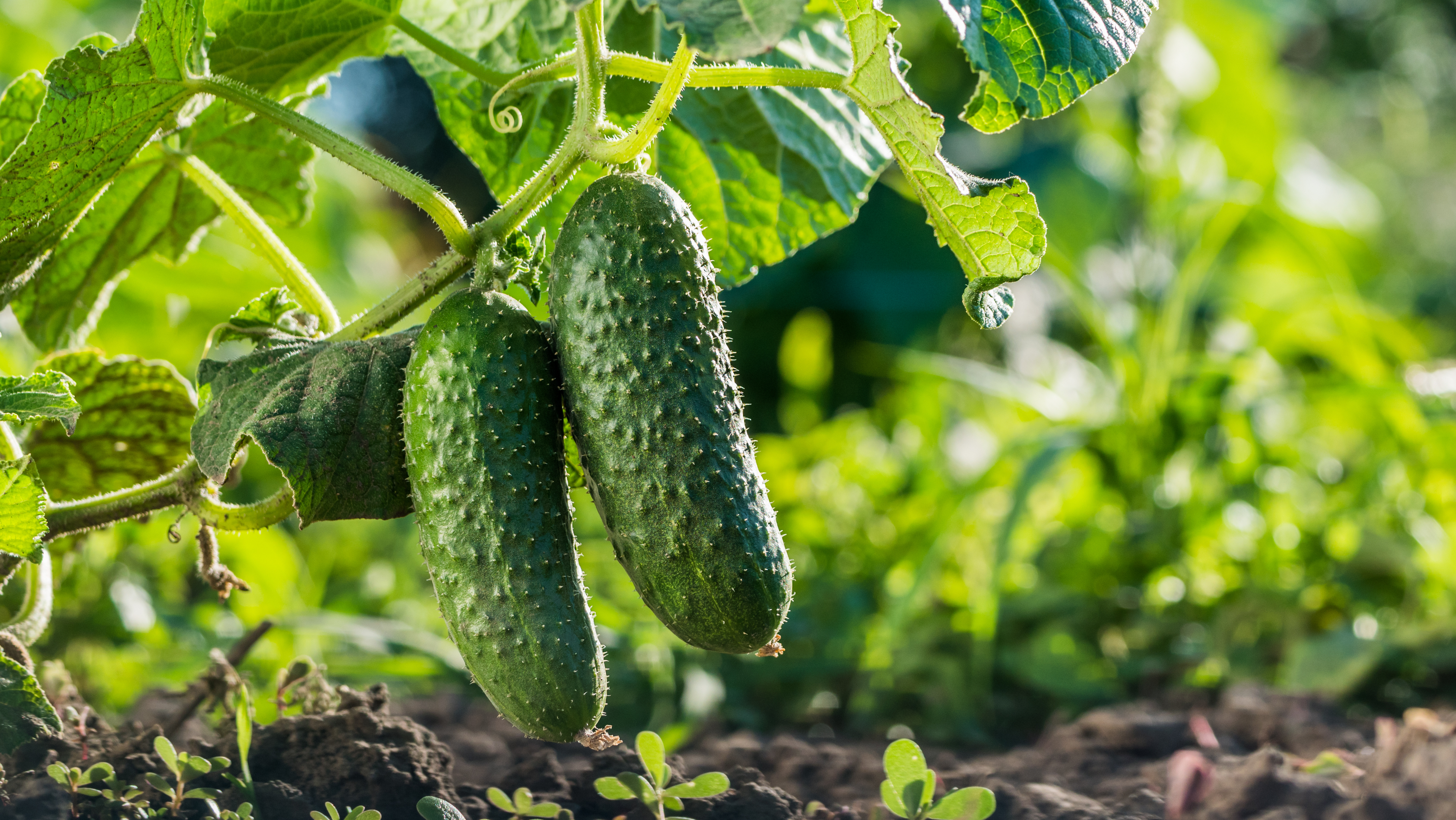 Cucumbers on the vine in a garden