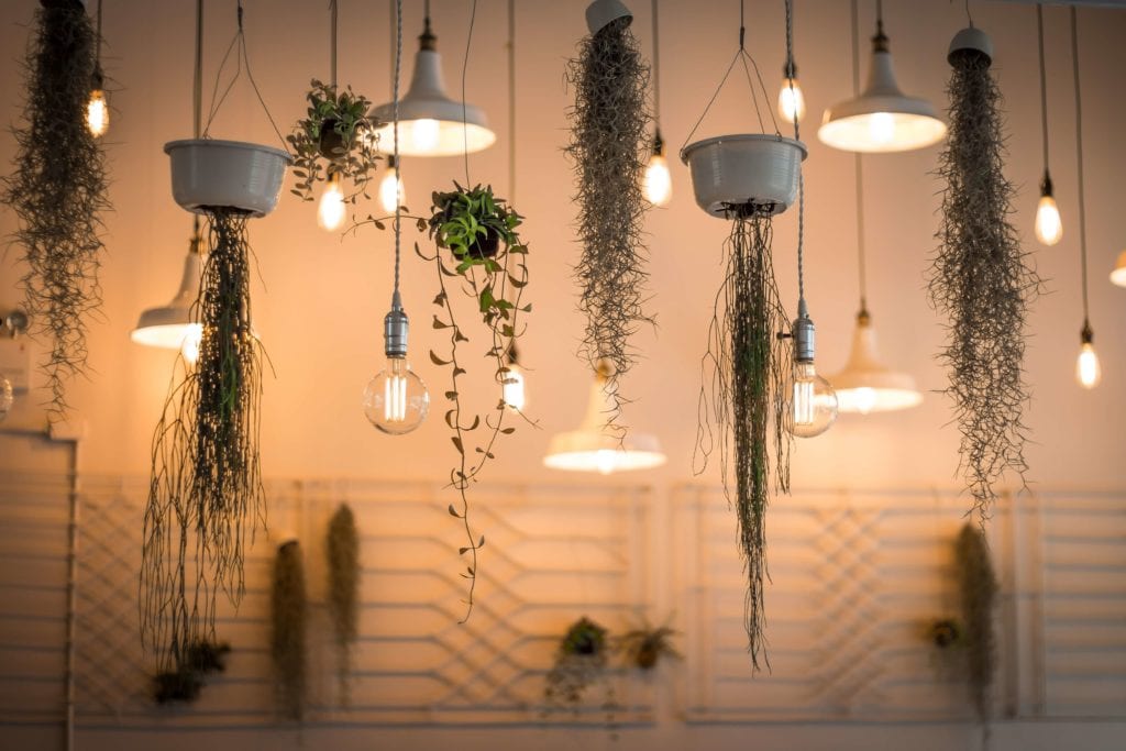 Fancy lighting with hanging plants