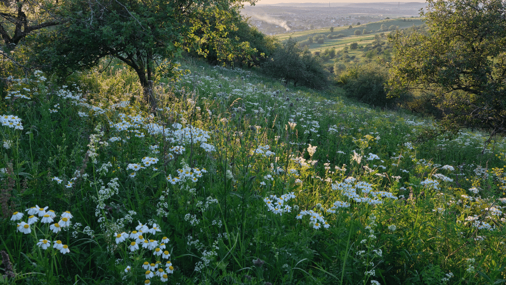 white-wildflowers