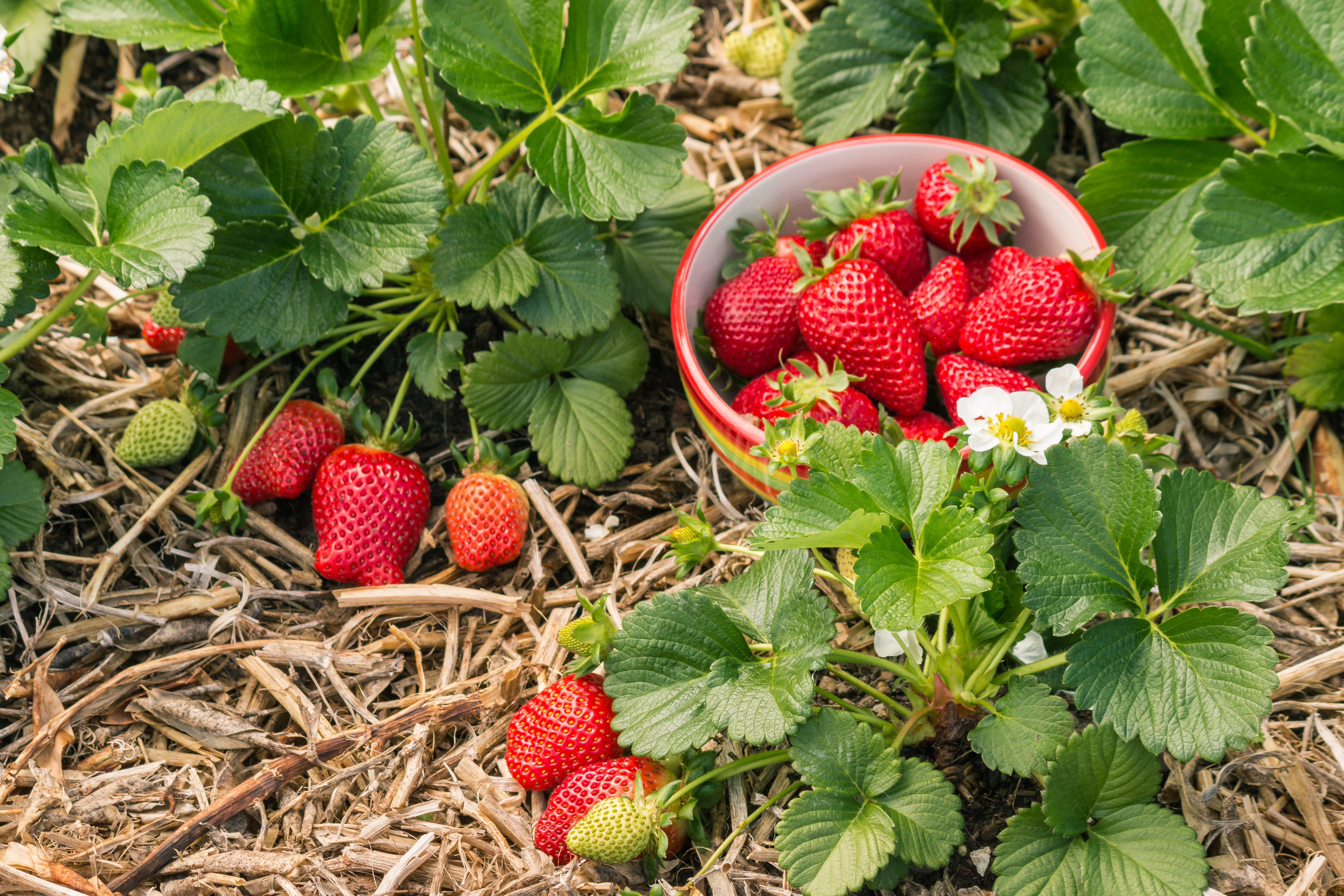 A bowl of ripe strawberries among strawberry plants