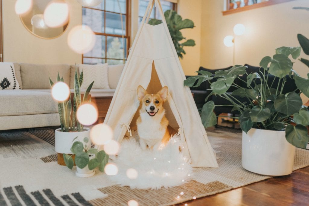 A cute corgi in a Jungalo.
