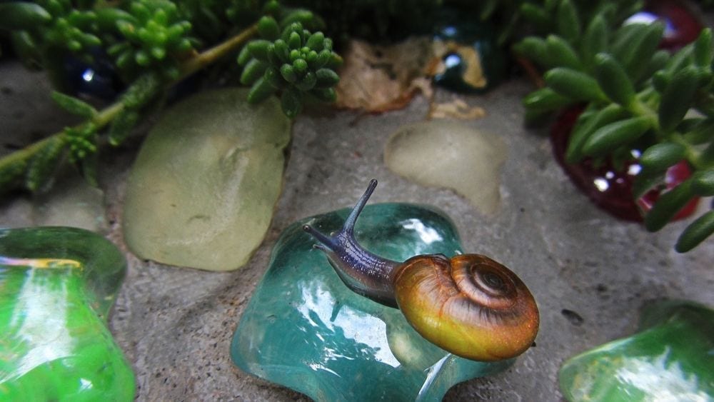 Salt Lake City garden