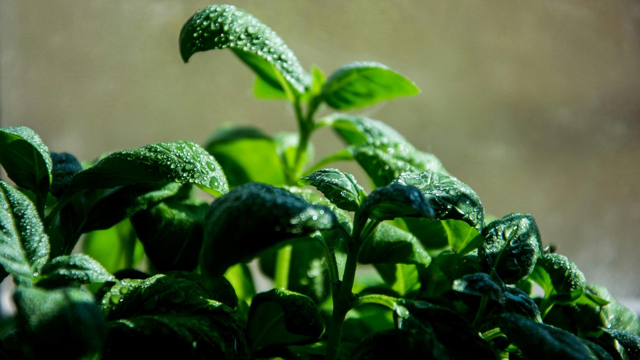 The sprouts of a green plant