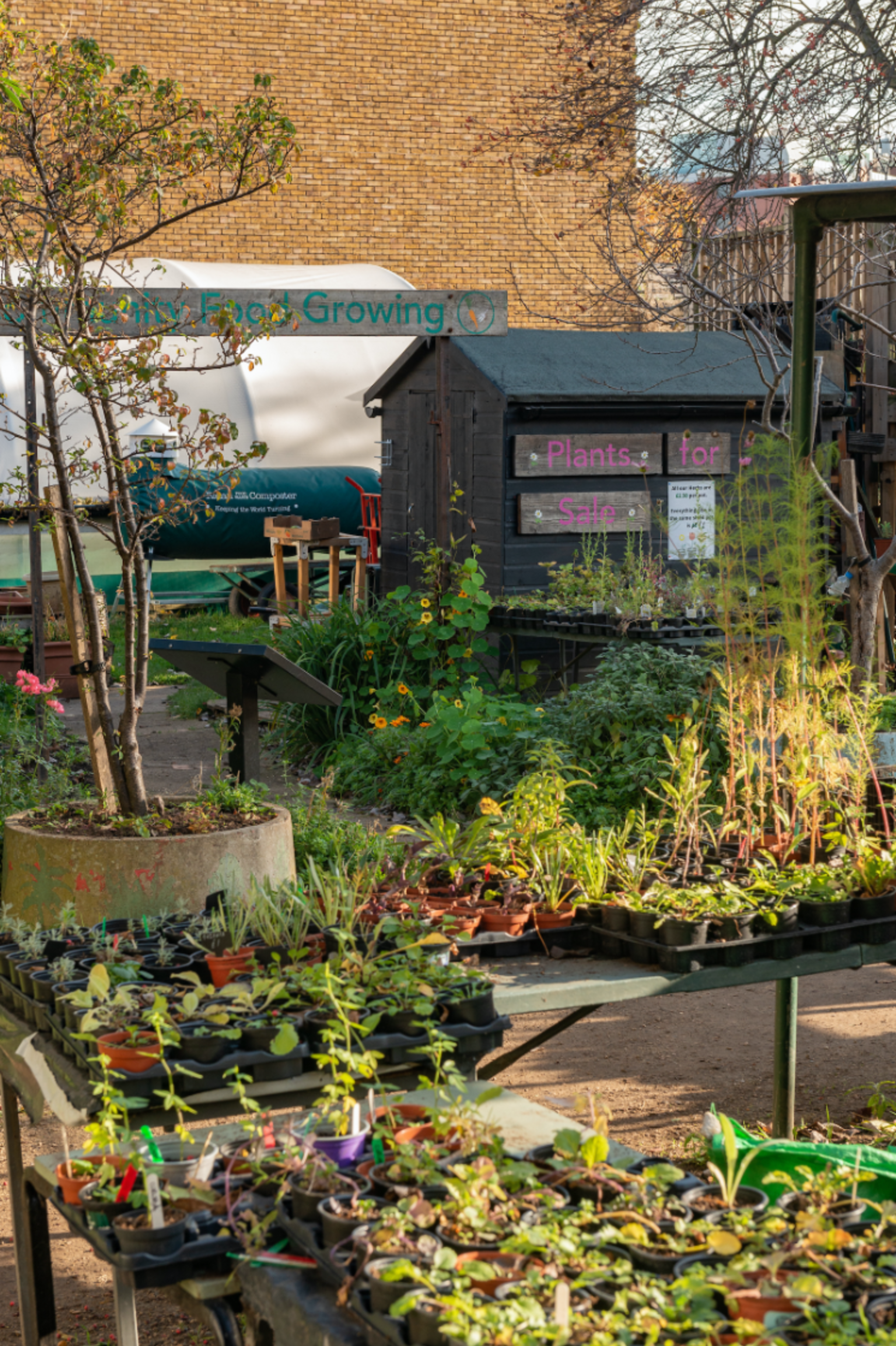 Shed in allotment