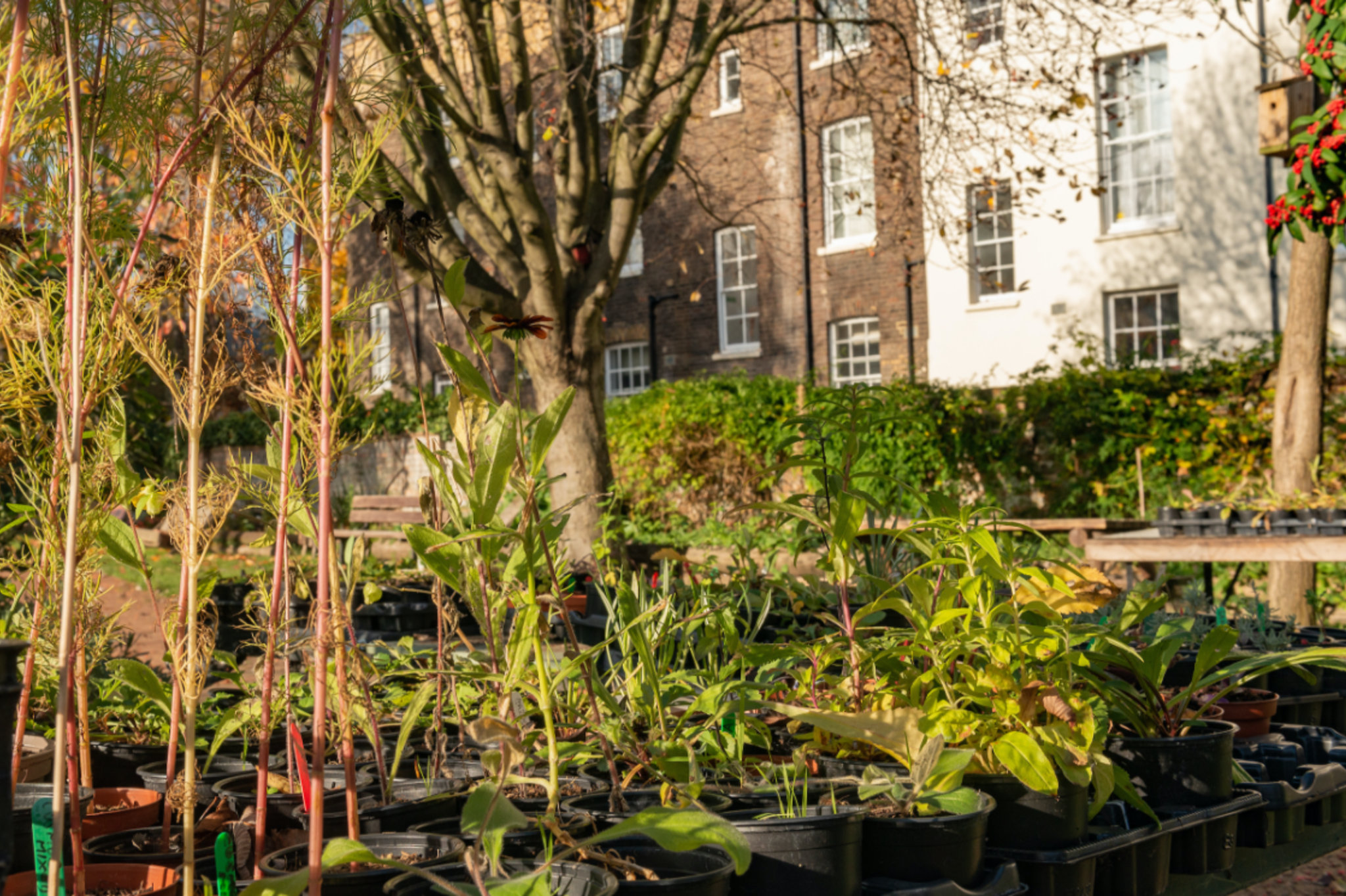 Urban allotment