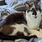 Lanai