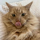 Mitten