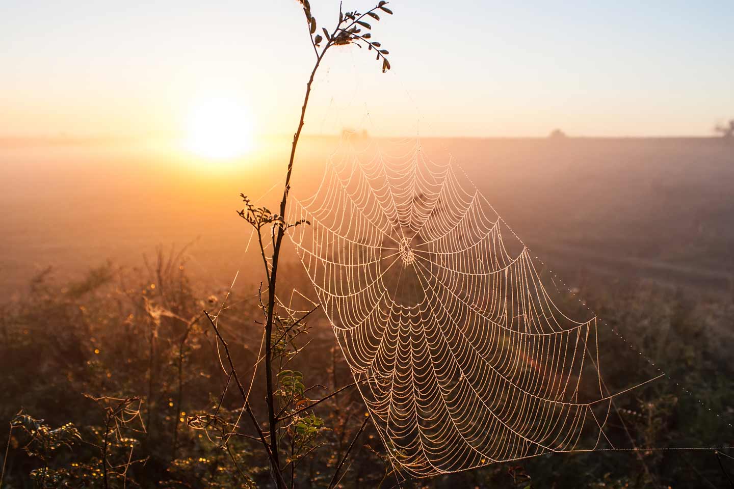 spider web sunset