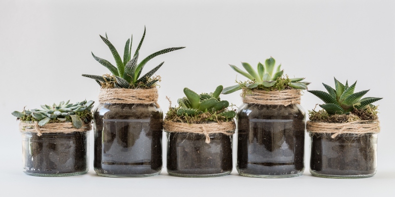 Preventing Pests in Your Houseplants