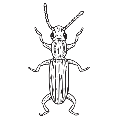 grain beetle