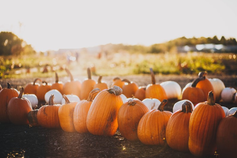 how-to-keep-pumpkins-from-rotting
