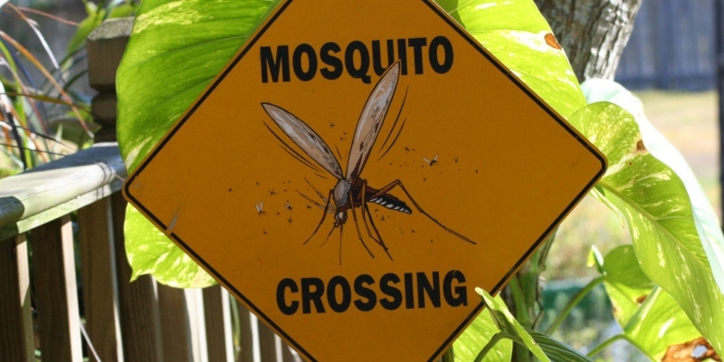 How Long do Mosquitoes Live?