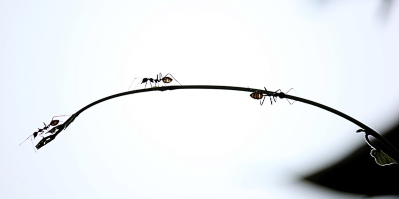 Ants Marching - Why Do Ants Walk in a Line?