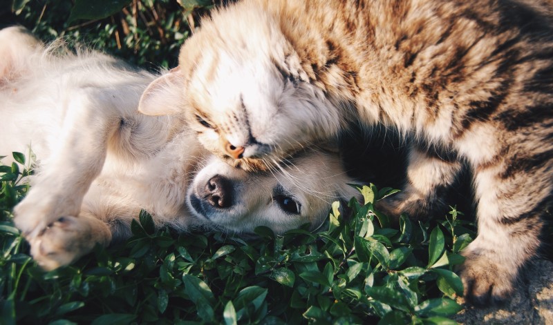 Treating Bites on Dogs & Cats | Environmental