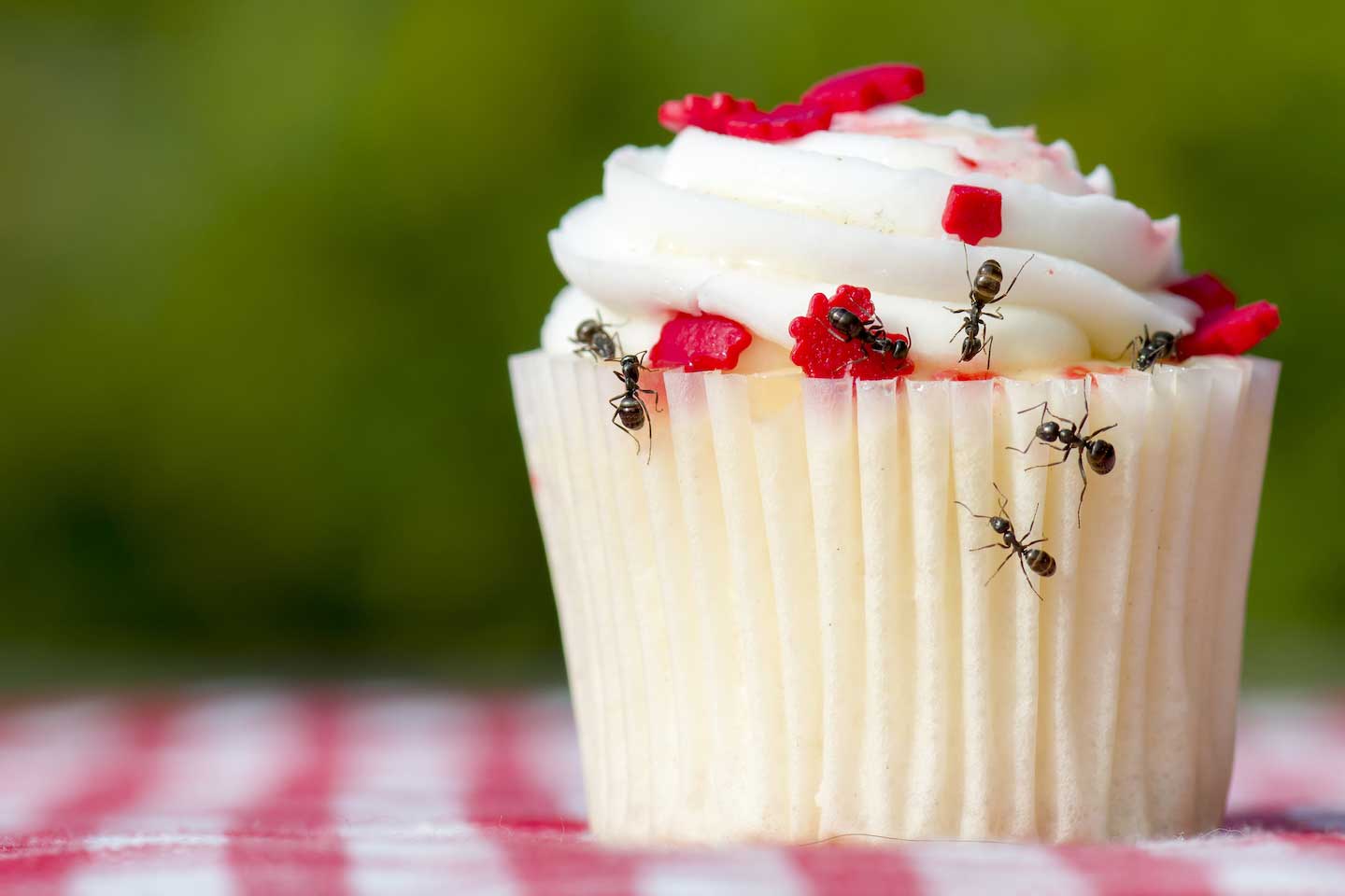 ants on cupcake