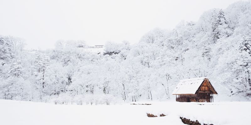 Can Roaches Survive in the Cold?