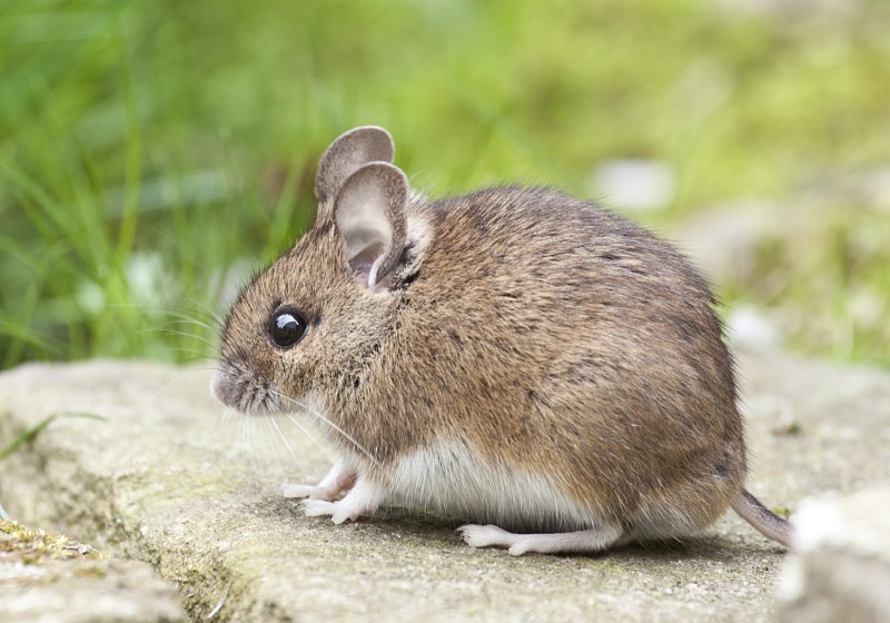 Does Peppermint Oil Repel Mice? | Aptive Environmental