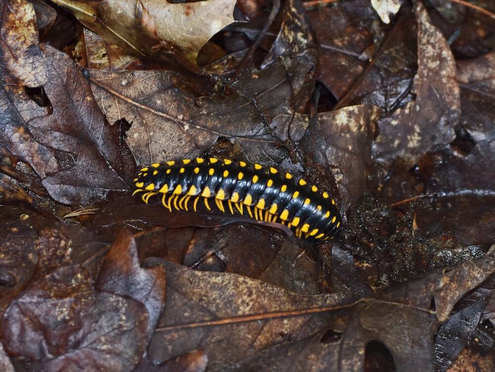 millipede vs centipede