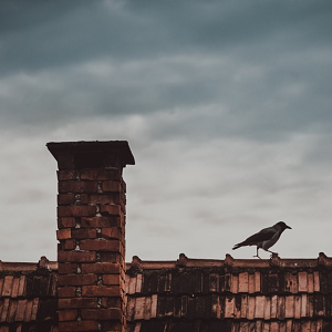 Image of bird on roof walking away from chimney.