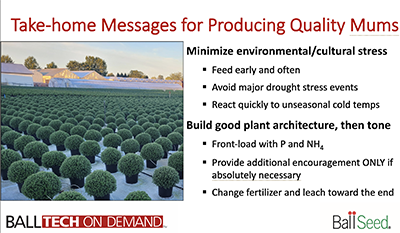 Producing Quality Mums
