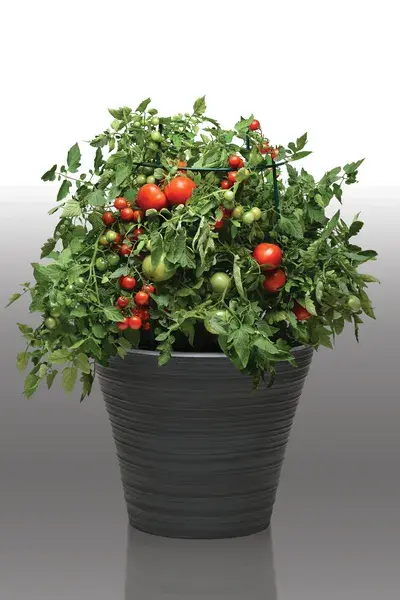 Take 2 Combo - Camera