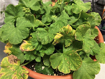 BSC-Blog-Feb20-Iron-Toxicity-Geraniums