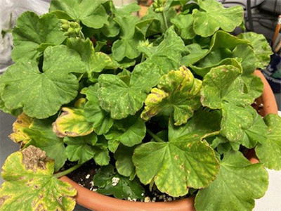 Iron Toxicity in Geraniums