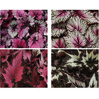 Ball Seed at T.P.I.E.