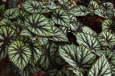 Jurassic Rex Begonias Receive 2021 UGA Classic City Award