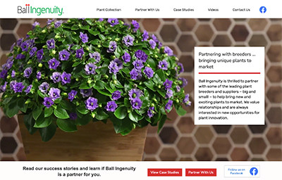 A purple-blue potted exacum plant is placed in front of a hexagon-tiled backsplash on a counter. This is the homepage image of Ball Ingenuity's website.