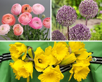 Fall Bulb Crops: Order Early