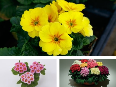 Primula and Early Spring Perennials: Order Now