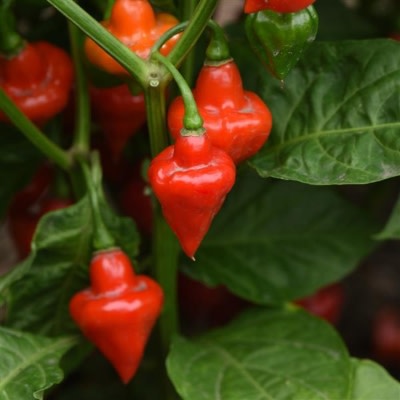 New Vegetables for 2023