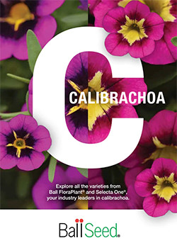 Calibrachoas 2027
