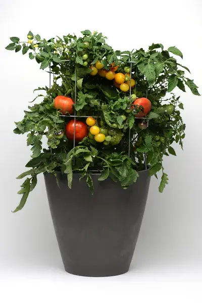 Take 2 Combo - Blockbuster