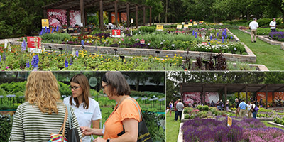 Welcome Back, Darwin Perennials Day