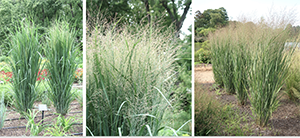 Perennials to last for Fall