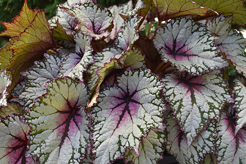 At-home plant deliveries in Cleveland