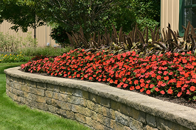 Beautiful Additions in 2023 to PanAmerican Seed