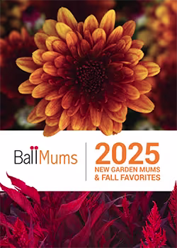 Ball Mums & Fall Favorites 2025