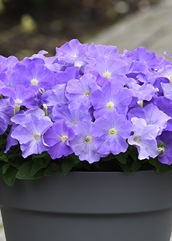 See PanAmerican Seed in The Gardens at Ball