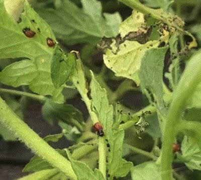 An Interesting Summer Pest